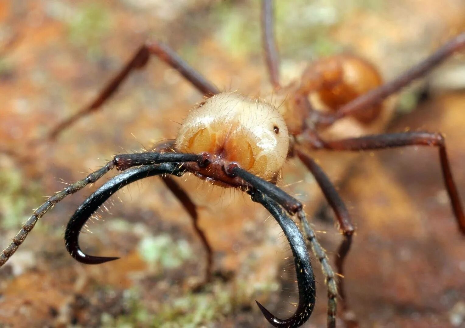 Название армейского муравья. Эцитоны Бурчелли. Кочевой муравей Эцитон Бурчелли. Бродячие муравьи – Эцитоны. Муравьи Бурчелли.
