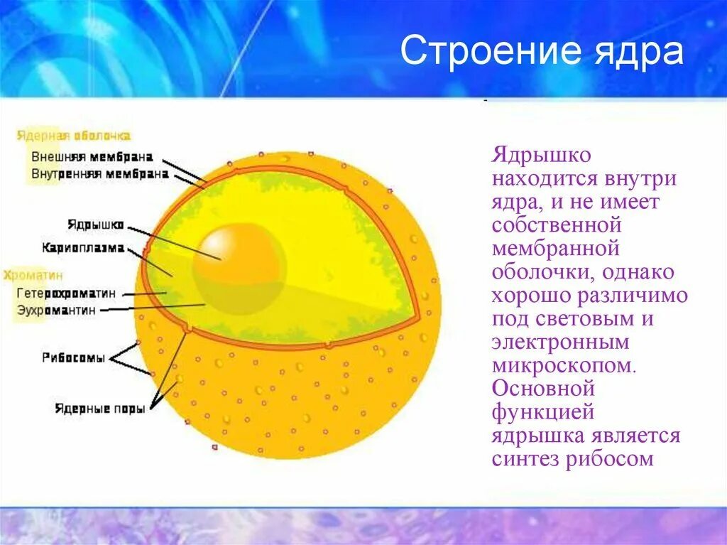 Ядро и ядрышко строение. Строение ядрышка. Схема строения ядра. Ядро рисунок. Основной состав ядра