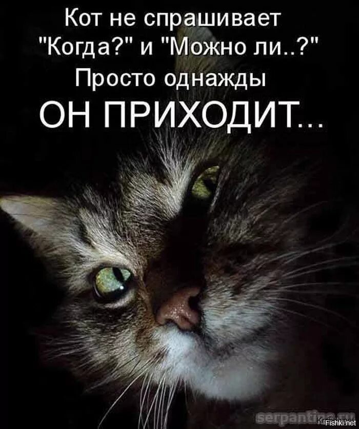 Цитаты про кота. Цитаты про котов. Статус про кота. Афоризмы про кошек прикольные. Тихо ложись спать