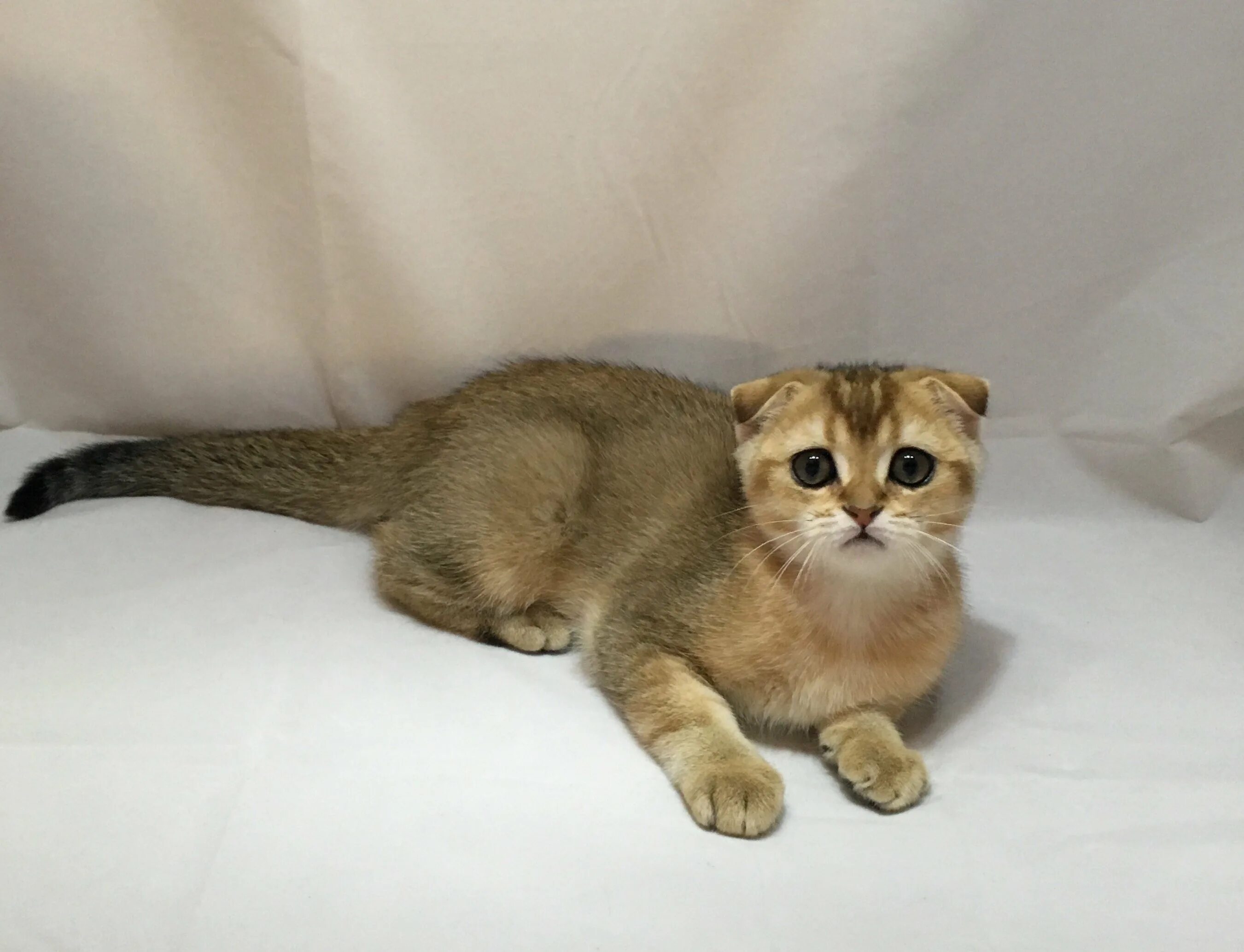 Кот золотая шиншилла фото вислоухий Buy Scottish Kitten Chinchilla Point