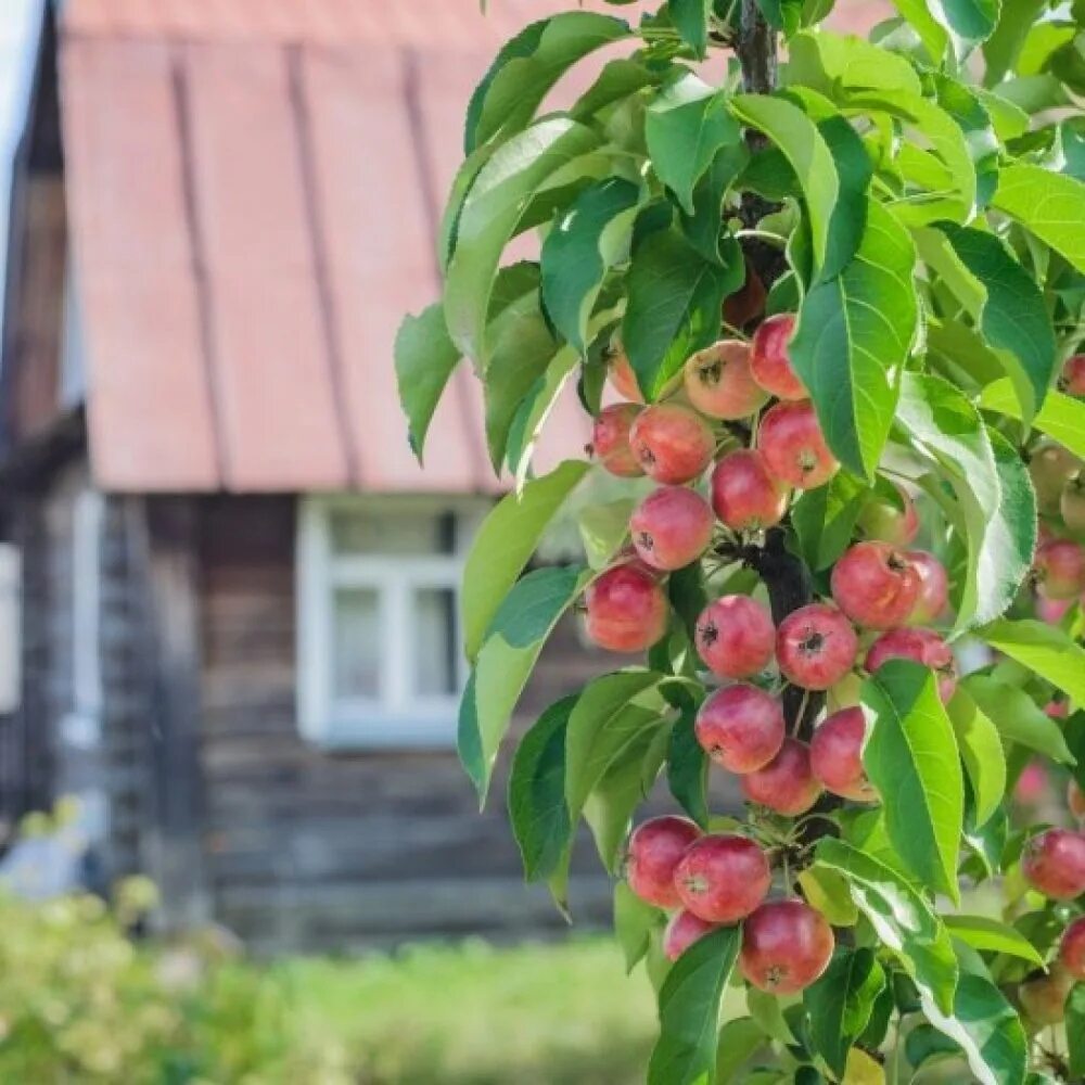 Изумление колоновидная