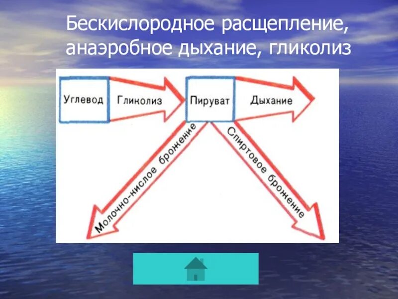 Бескислородное расщепление. Анаэробное дыхание. Анаэробное (бескислородное) дыхание. Бескислородное расщепление схема.