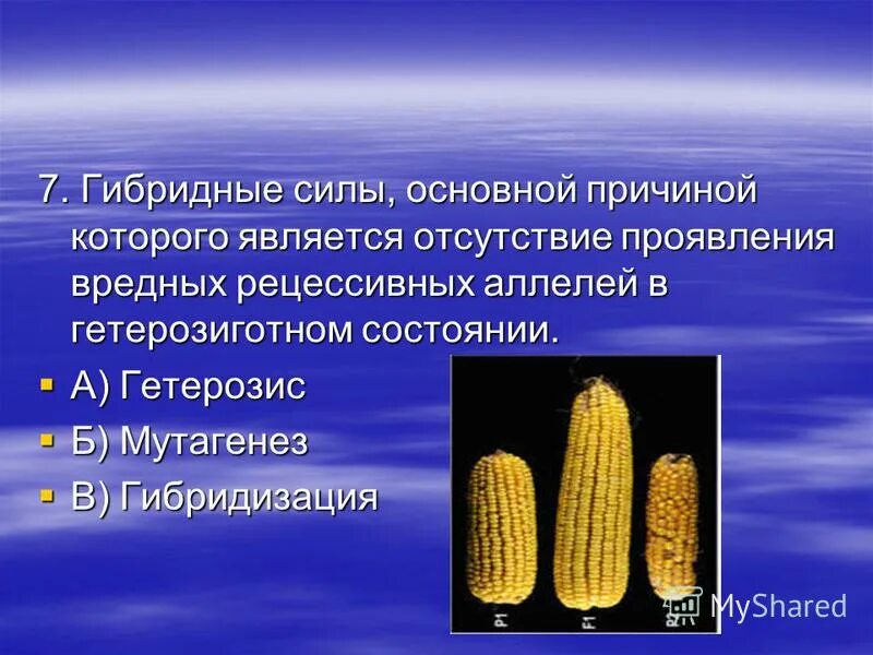 Гетерозис метод селекции. Гетерозис у растений. Методы селекции растений и животных. Гетерозис метод селекции. Гетерозис у растений.