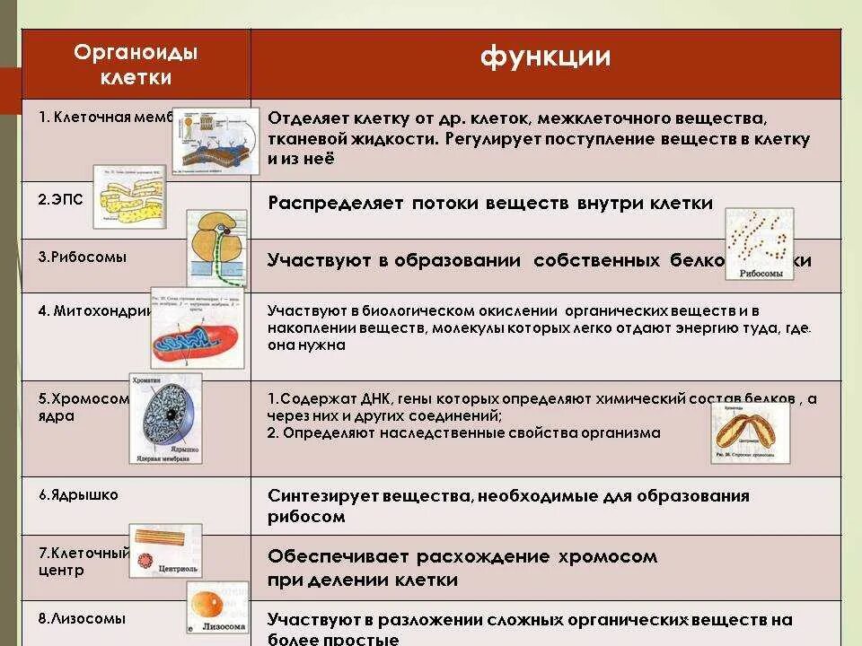 Органеллы клетки и их функции