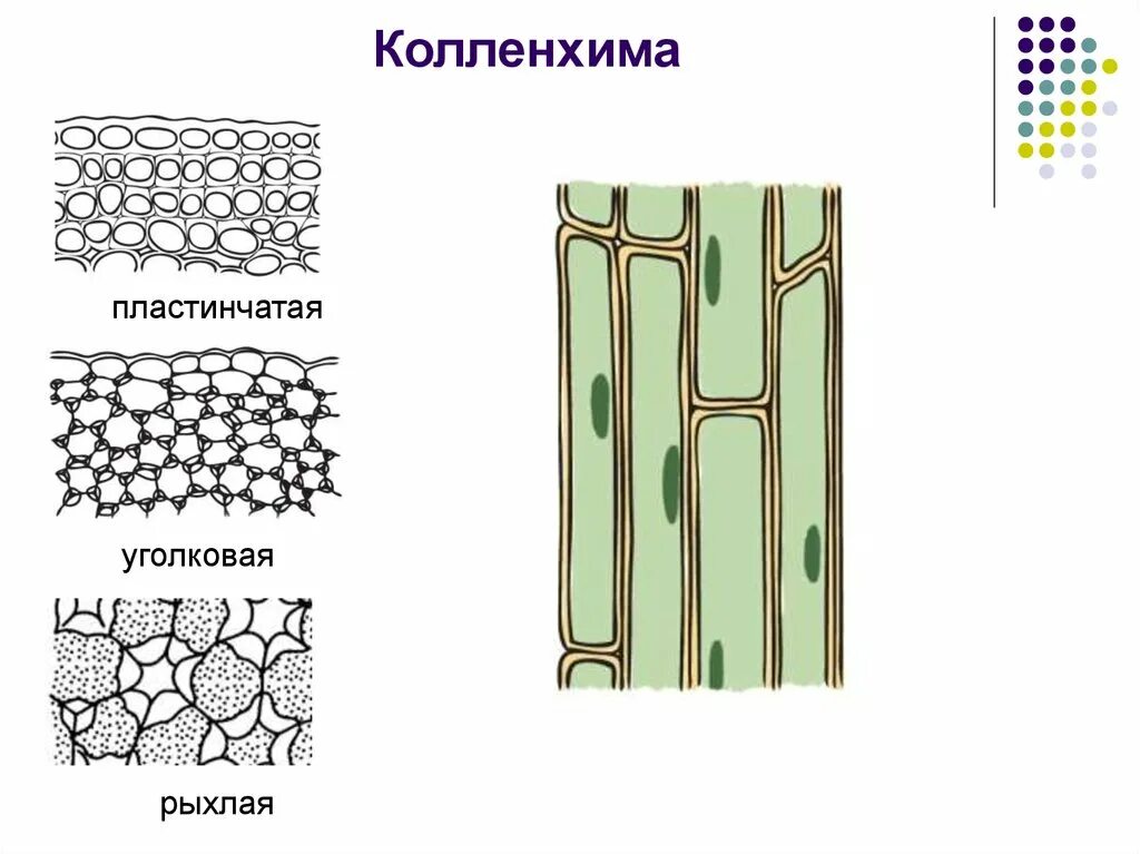 Изображение ткани растений. Механическая ткань растений колленхима. Колленхима уголковая пластинчатая рыхлая. Пластинчатая ткань колленхима. Механический ткани растений колленхима уголковая.