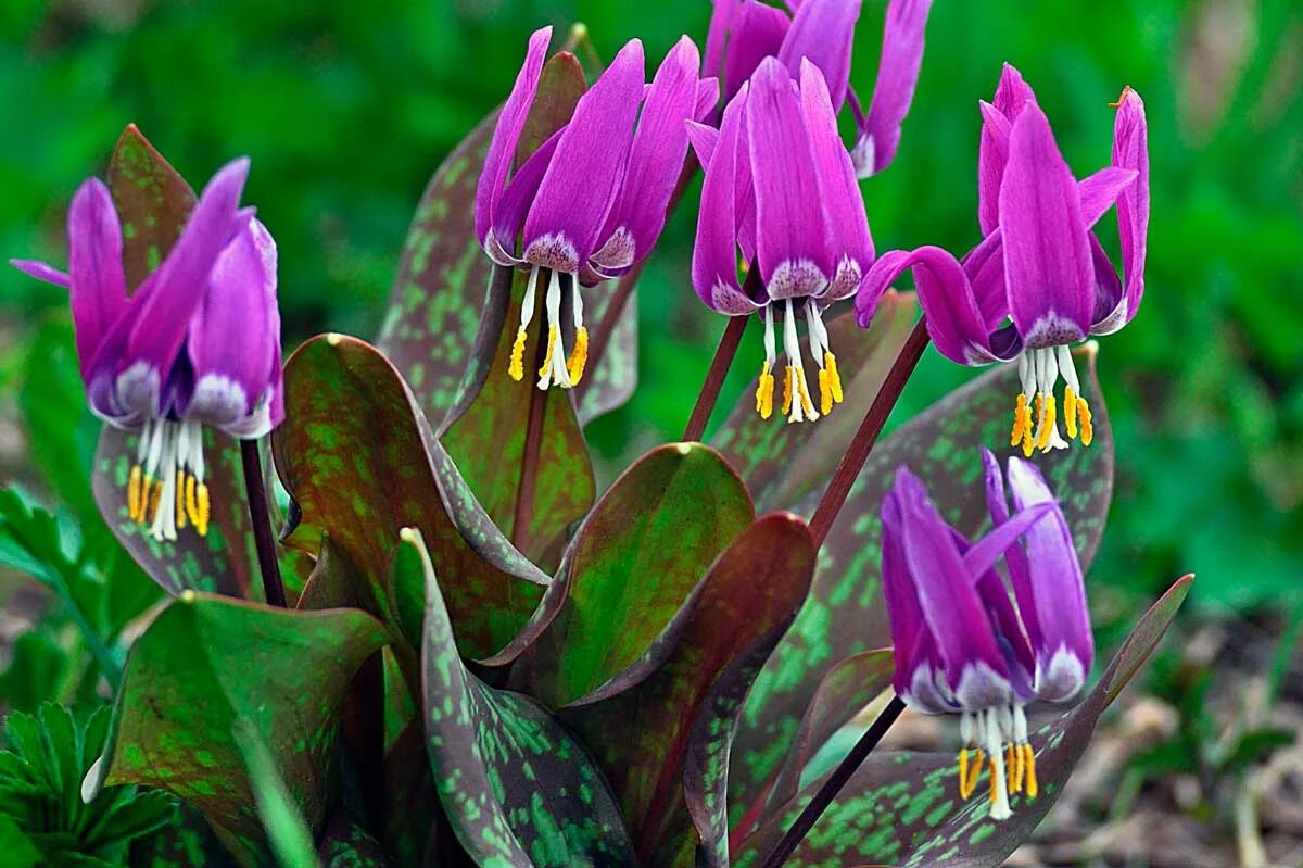 Кандык Сибирский. Кандык (Erythronium). Кандык Сибирский Кандык Сибирский. Эритрониум Кандык. Эритрониум