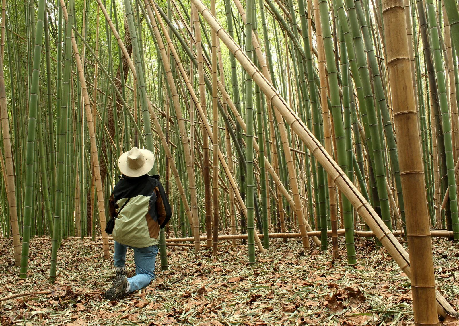 За сколько часов вырастает бамбук. Бамбук. Бамбуковый лес. Бамбук растет. Человек бамбук.