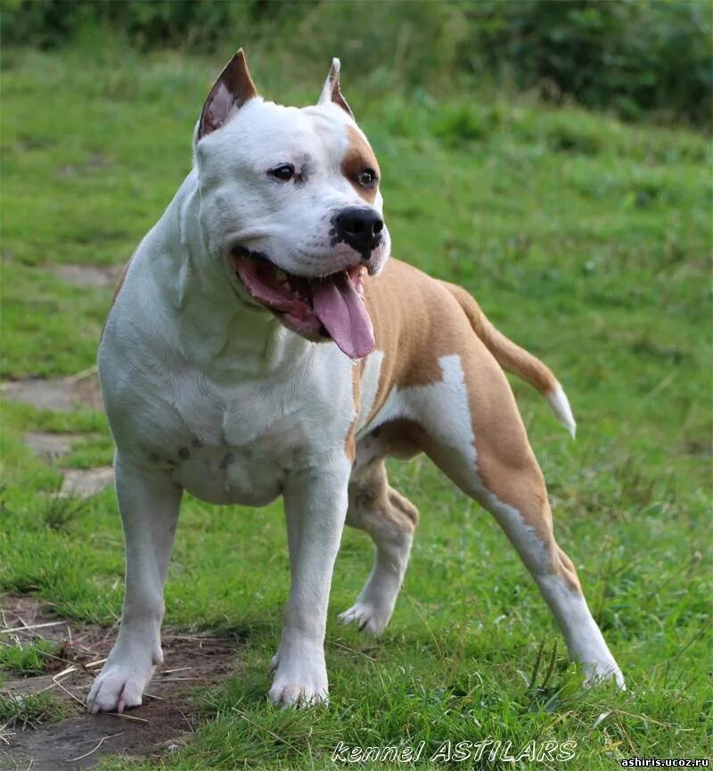 стаффордширский терьер белый. американский став терьер. стафф значение. американский стаффордширский терьер лиловый. ам стаффордширский терьер.
