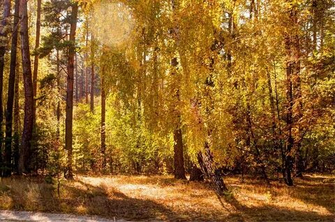Лесная опушка осенью