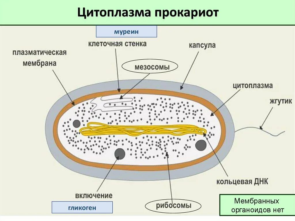 Клеточная стенка прокариот. Состав клеточной стенки прокариот. Муреиновая клеточная стенка у бактерий. Клеточные стенки прокариот муреин.