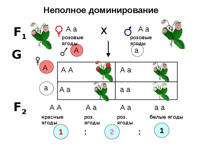 Неполное доминирование f1 f2. Неполное доминирование биология 9 класс. Задачи на генетику третий закон Менделя. Неполное доминирование Мендель. Первый закон менделя доминирование