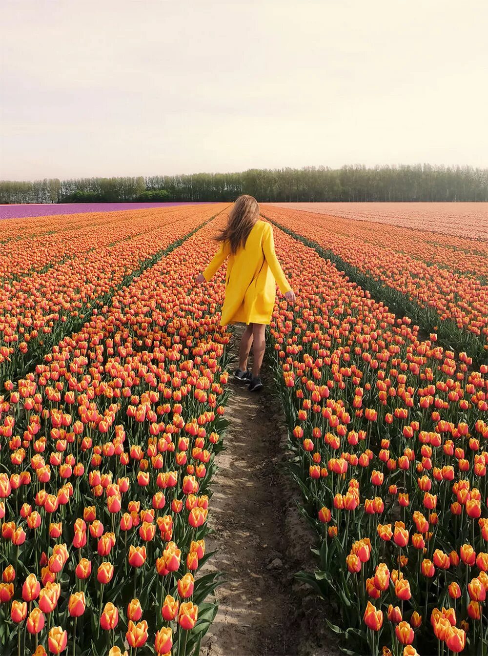 Где тюльпановые поля. Тюльпановые поля в Нидерландах. Тюльпановое поле Амстердам. Тюльпановые поля в Голландии фото. Плантации тюльпанов в Голландии.