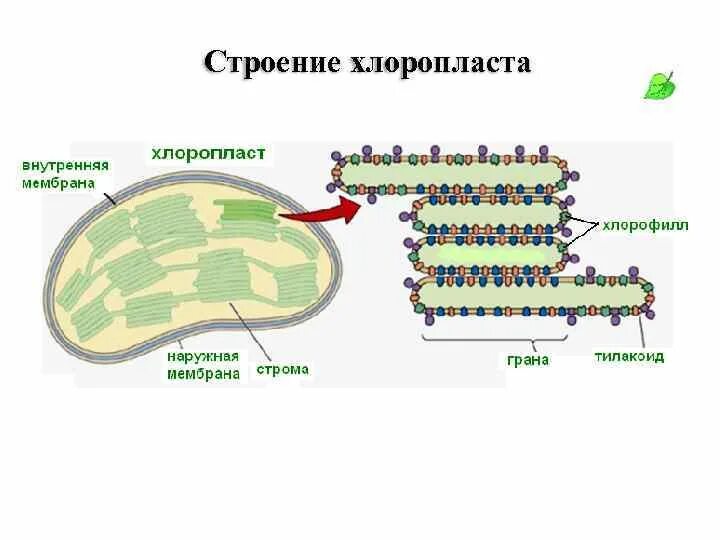 Хлоропласт изображен. Строение внутренней мембраны хлоропласта. Внутренние мембранные структуры хлоропластов. Строение тилакоиды хлоропластов. Строение внутренней мембраны хлоропласта схема.