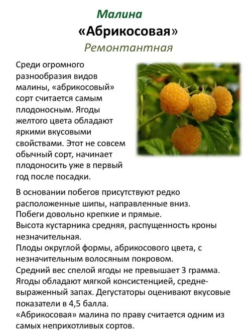 Малина желтая Утренняя роса - купить в интернет-магазине Агро-Маркет24