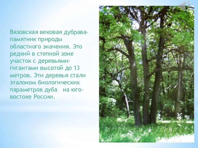 Мудрецы в русских народных сказках. Вековой значение. Вековой значение. Предложения с паронимами вековой вечный. Вековой дуб степана разина.