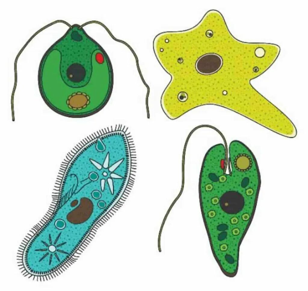 3 простейших моделей. Одноклеточные организмы инфузория туфелька. Одноклеточные организмы амеба. Амеба и инфузория туфелька. Амеба хламидомонада инфузория туфелька.