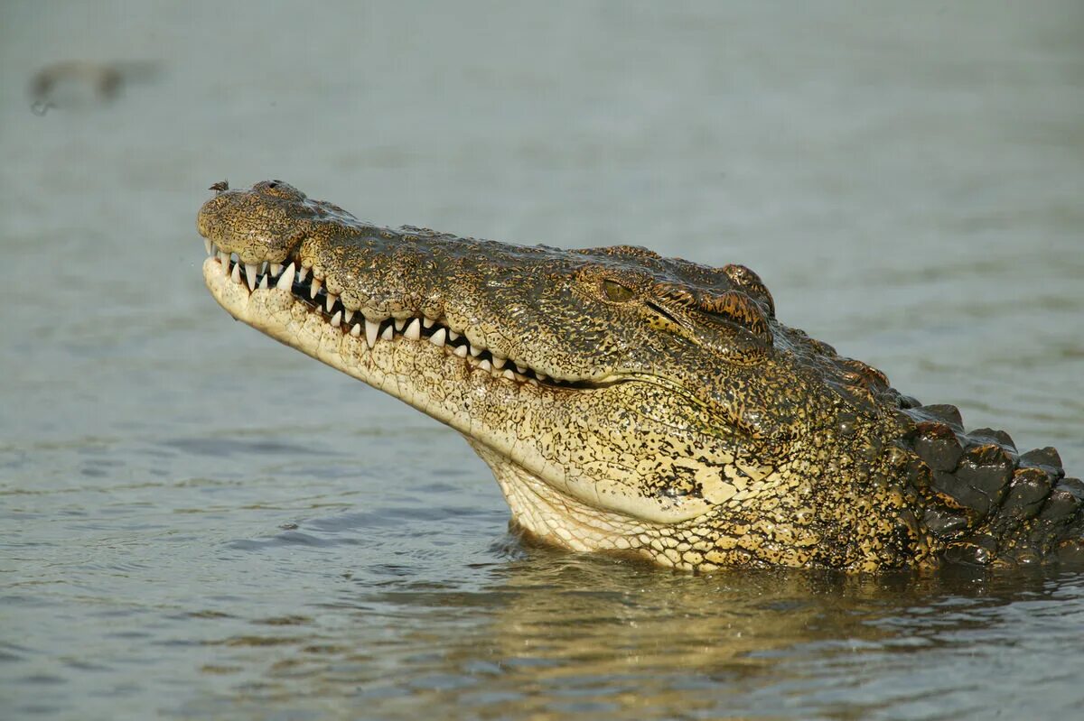 Крокодил 8 5. Нильский крокодил. нильский аллигатор. нильский крокодил crocodylus niloticus. the nile крокодилы.