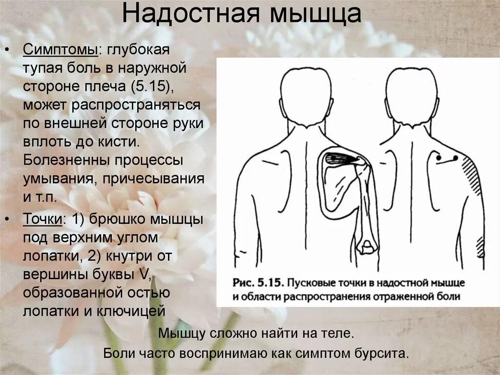 Надостная мышца функции. Надостная мышца плеча болит. Надостная и подостная мышцы. Надостная мышца и подостная мышца. Сильно болят плечи причина