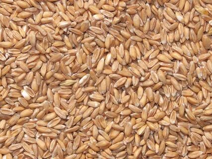 Chicken grain
