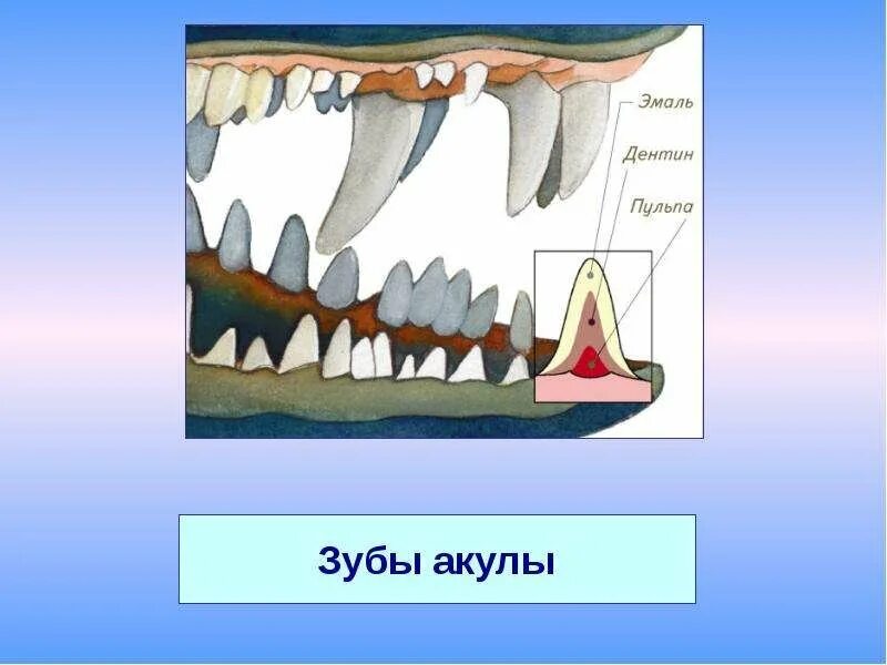 Дифференцированные зубы это какие