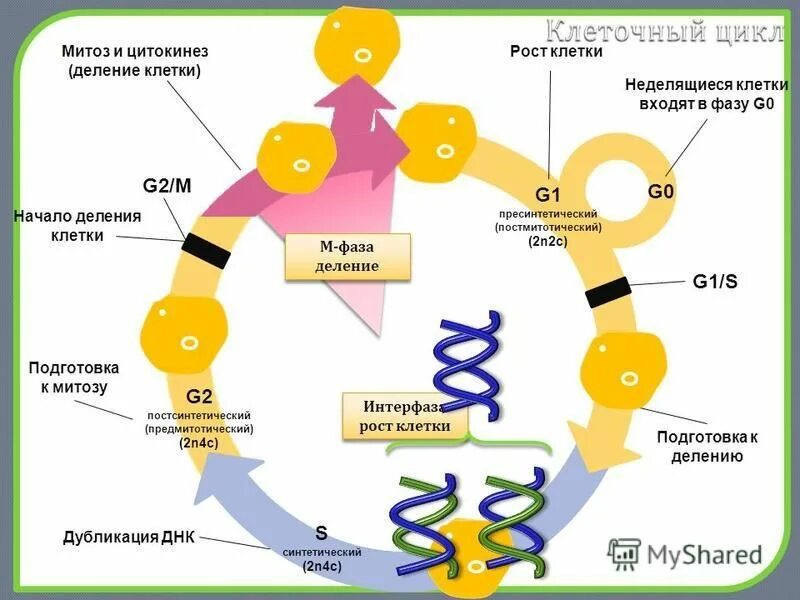 G1 фаза клеточного цикла. G1 s g2 клеточный цикл. G1 s g2 клеточный цикл. Фазы клеточного цикла g1 s g2. G1 фаза клеточного цикла.
