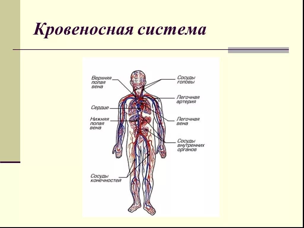Органы кровеносной системы человека 3 класс. Строение кровеносной системы человека схема 3 класс. организм человека 3 класс окружающий мир кровеносная система. кровеносная система человека состоит 3 класс окружающий мир.