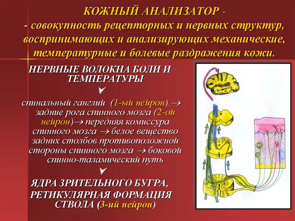 Кожно нервные. Строение кожного анализатора анатомия. Схема кожного анализатора физиология. Схема строения кожного анализатора физиология. Кожно-мышечный анализатор строение и функции.