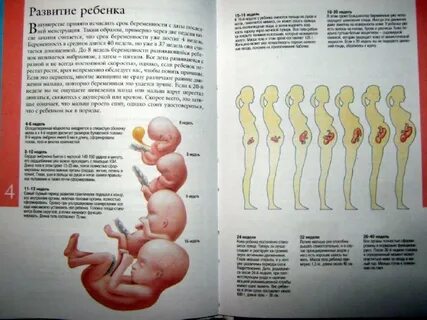 1 неделя беременности от зачатия