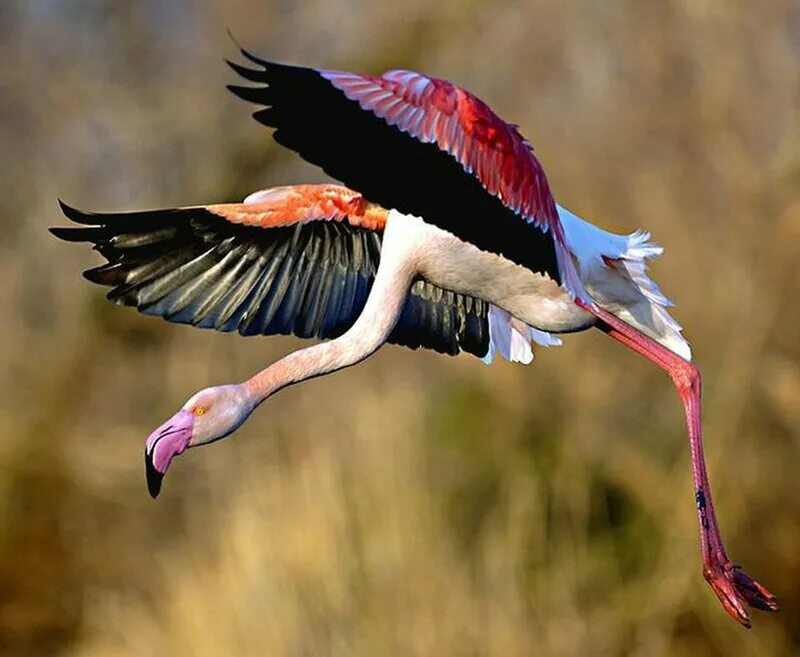 цапля серая болотная. цапля херон. болотные птицы цапля. выпь болотная. птица с длинной шеей и длинными ногами.