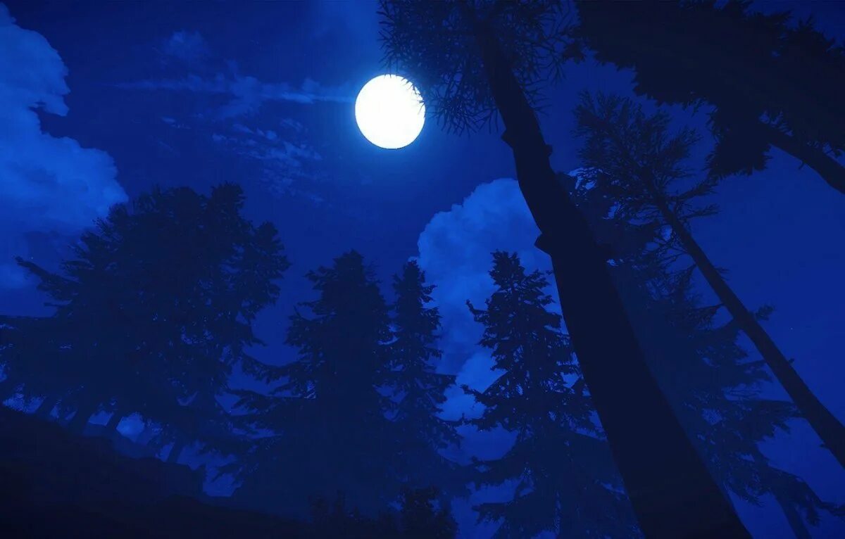 Ночной лес. Лунная ночь. Природа ночью. Ночь лес Луна. Дерево освещенное луной