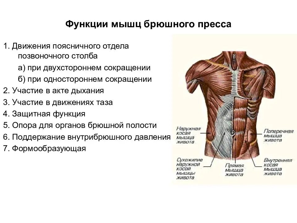 Прямые мышцы живота у мужчин. Мышцы брюшной стенки человека анатомия. Мышцы живота поверхностный слой вид спереди. Мышцы живота топография и функции. Мышцы брюшного пресса функции.