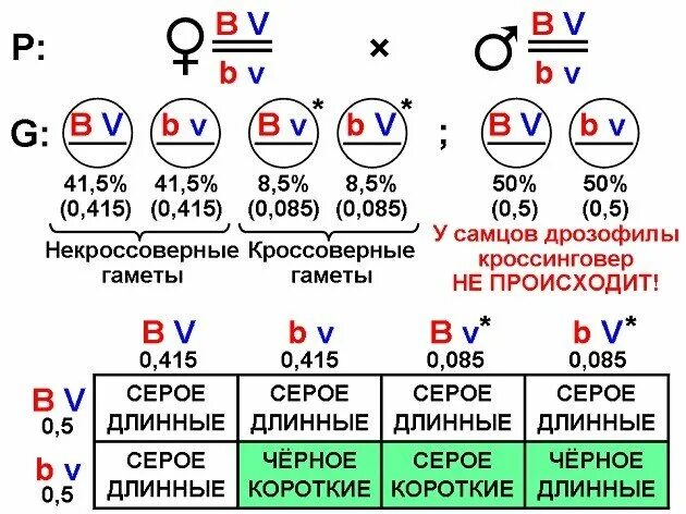 Генотип 33