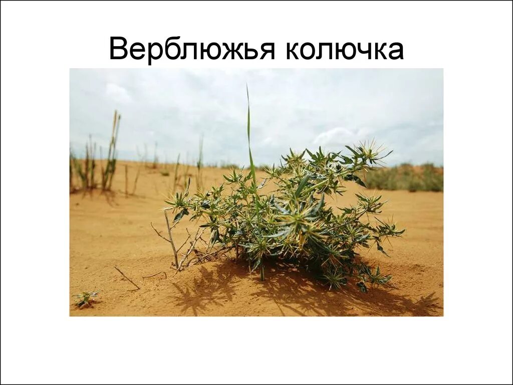 Верблюжья колючка обыкновенная. Alhagi pseudalhagi. Как выглядит верблюжья колючка. Как выглядит верблюжья колючка. Верблюжья колючка в пустыне.
