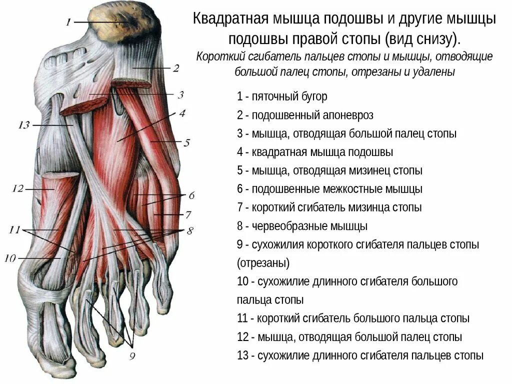 Отвечает снизу. Сгибатели пальцев стопы анатомия. Мышцы нижней конечности стопа анатомия. Тыльные межкостные мышцы стопы функция. Мышцы нижней конечности область стопы правой.