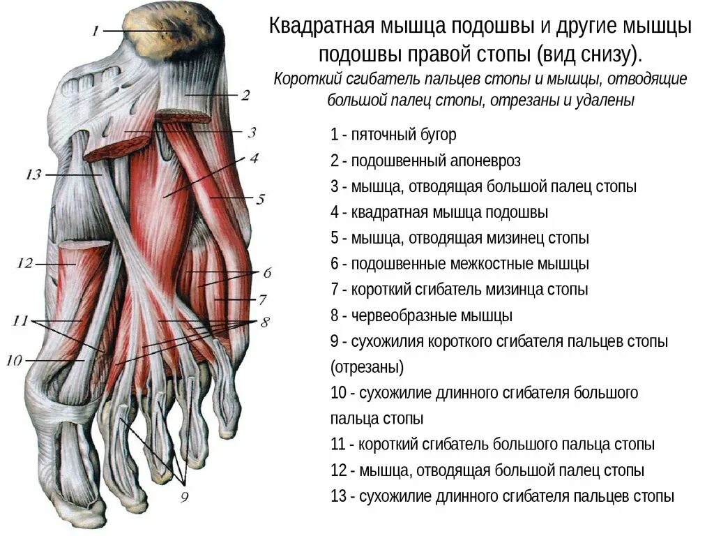Сухожилие длинного сгибателя большого пальца стопы. Короткий сгибатель пальцев стопы анатомия. строение мышц стопы снизу. подошвенные мышцы стопы. мышца отводящая мизинец стопы функции.