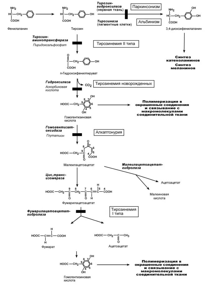 Фенилаланин биохимия. Реакция синтеза тирозина. Схема реакций обмена фенилаланина. Фенилаланин тирозин схема. Пути превращения тирозина.