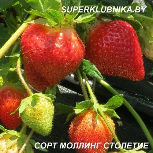 Моллинг столетия описание сорта. Земляника садовая моллинг сентчери. клубника моллинг столетие. земляника садовая моллинг эйс. маллинг перл клубника.