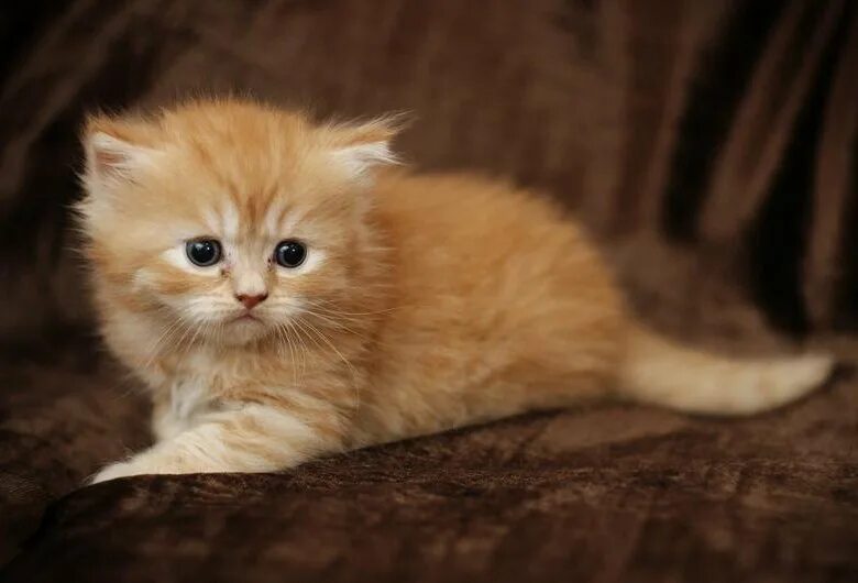 Пушистые котята. Рыжие пушистые коты. Красивый рыжий котенок. Рыжий пушистый котенок. Британский длинношерстный котенок рыжий.