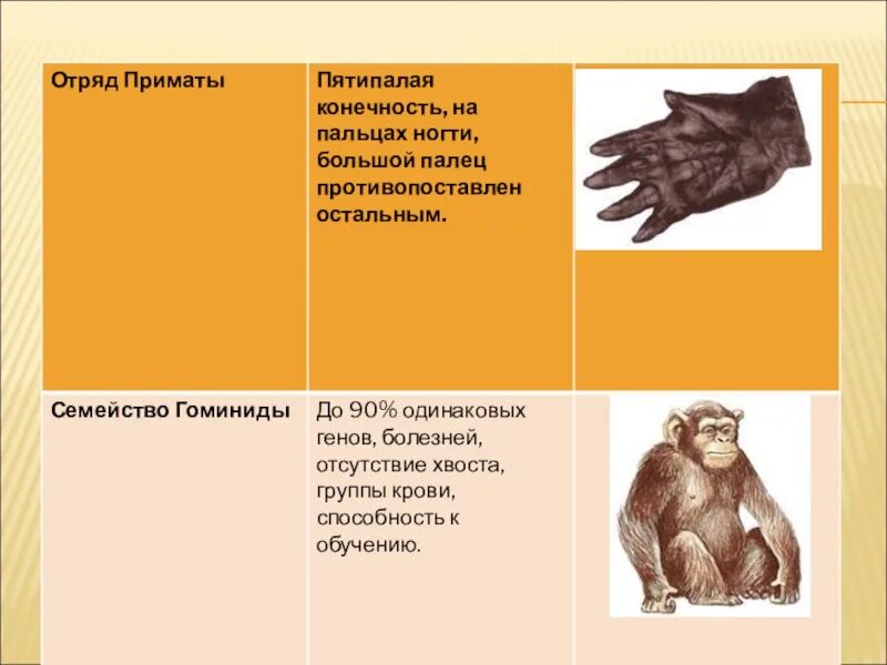 Значение приматов в жизни