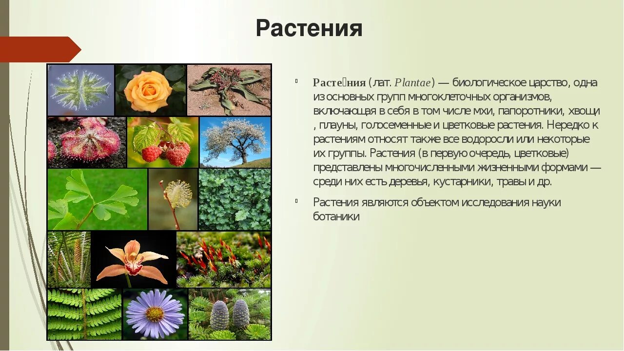 Многообразие организмов на нашей планете. Царства живых организмов 5 класс биология. Многообразие живых организмов растения. Организм растения. Многообразие растений Живая природа.