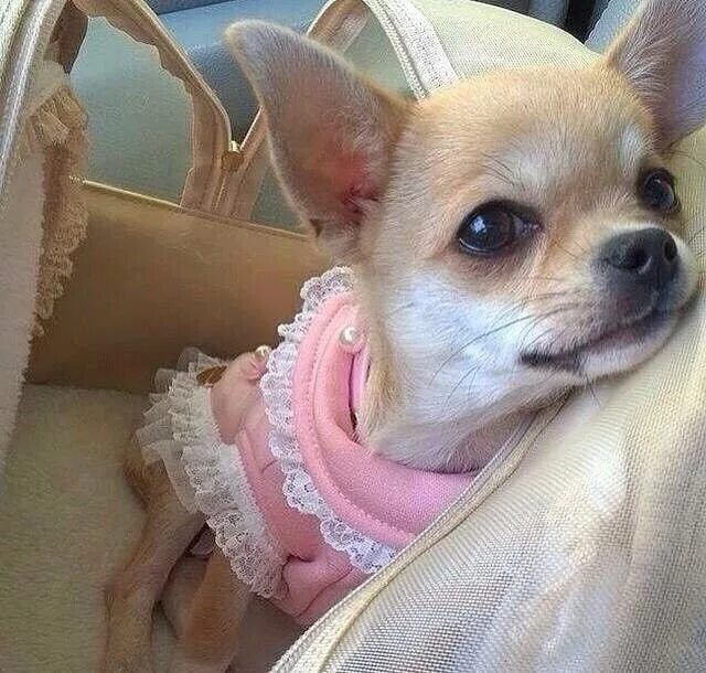 натуралка для чихуахуа. чихуахуа мини 1 месяц. четырехнедельные щенки чихуахуа. собачки породы чихуахуа. щенок чихуахуа родился.