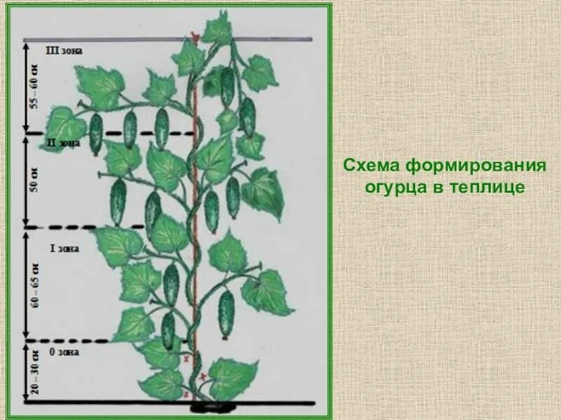 Как прищипывать огурцы в теплице. Огурцы прищипывание в теплице схема. Схема пасынкования огурцов. Схема пасынкования огурцов в теплице. Как правильно прищипывать огурцы в парнике.