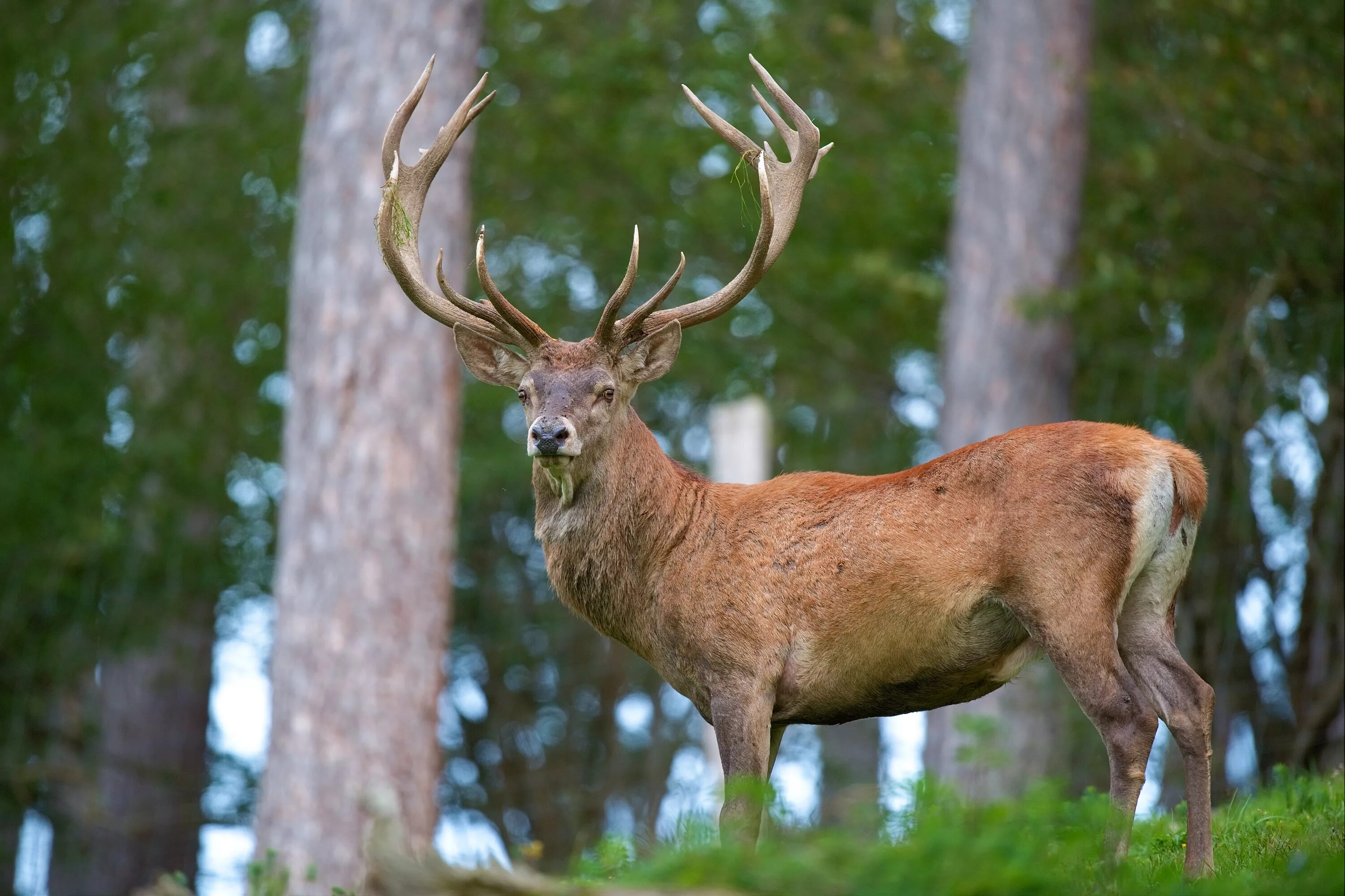 Олень картинка. Благородный олень изюбрь. Благородный олень Марал. Cervus elaphus. Европейский благородный олень.