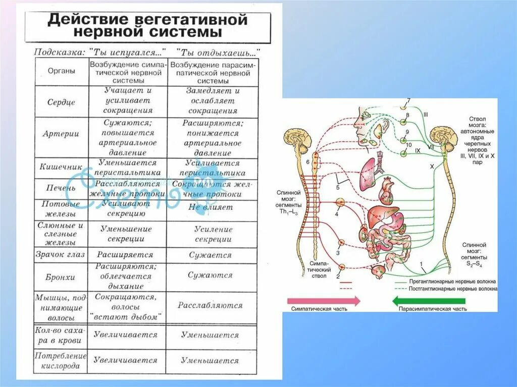 Связь органов человека. Вегетативная нервная система таблица. Таблица органы вегетативной нервной системы человека. Функции вегетативной нервной системы схема. Строение и функции вегетативной нервной системы таблица.