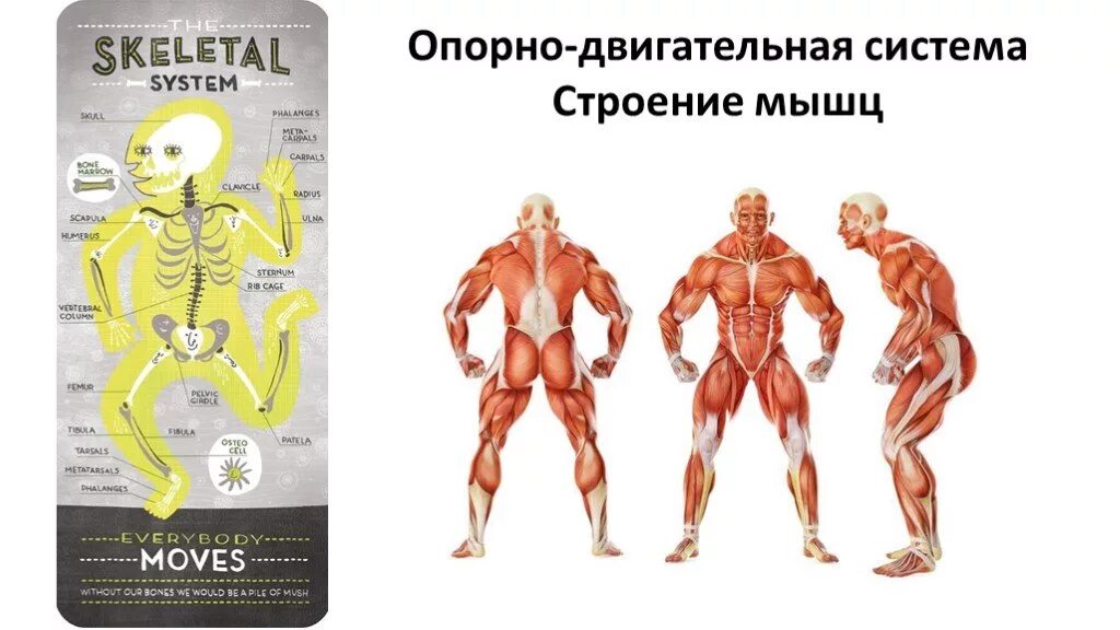 Анатомия человека теория. Анатомический атлас человека. Строение человека анатомия человека. Атлас человеческого тела внутренние органы. Строение тела человека.
