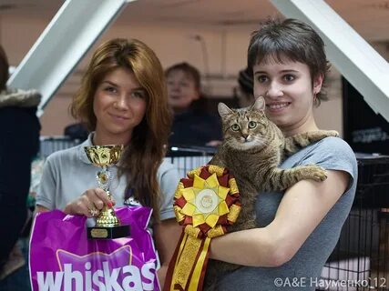 Кошки ярославля