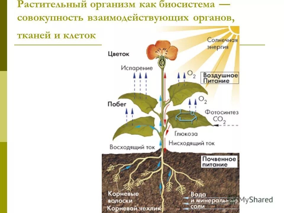 Растительный организм 9 класс. Растительный организм. организм растения. растение целостный организм. растительный организм как биосистема.
