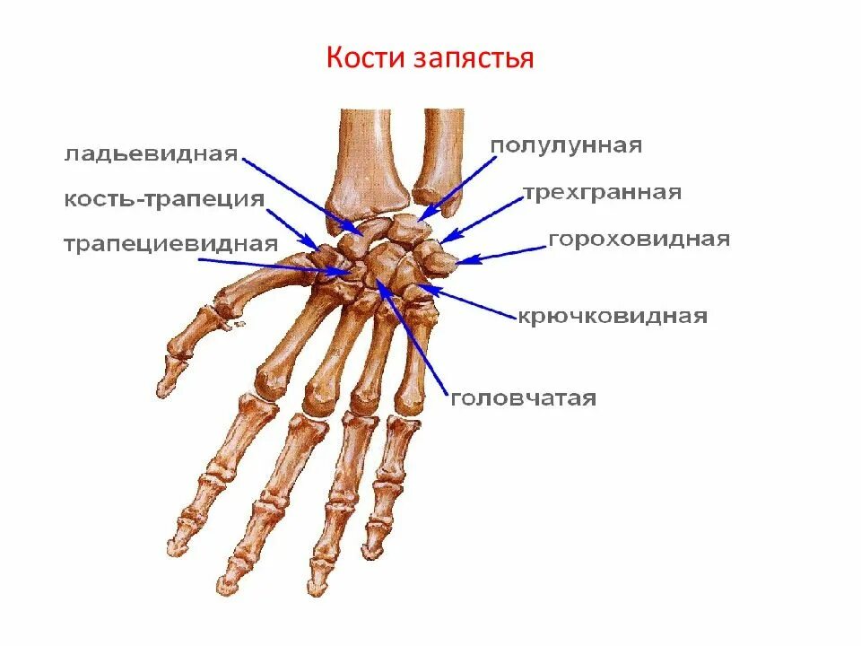 Строение лучезапястного сустава кости. Лучезапястный сустав ладьевидная кость анатомия. Лучезапястный сустав гороховидная кость. Кости проксимального ряда запястья. Ряд костей запястья