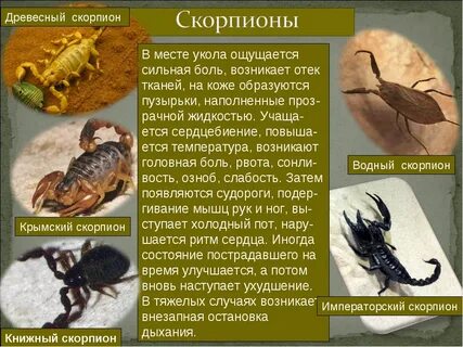 Скорпион какие имена
