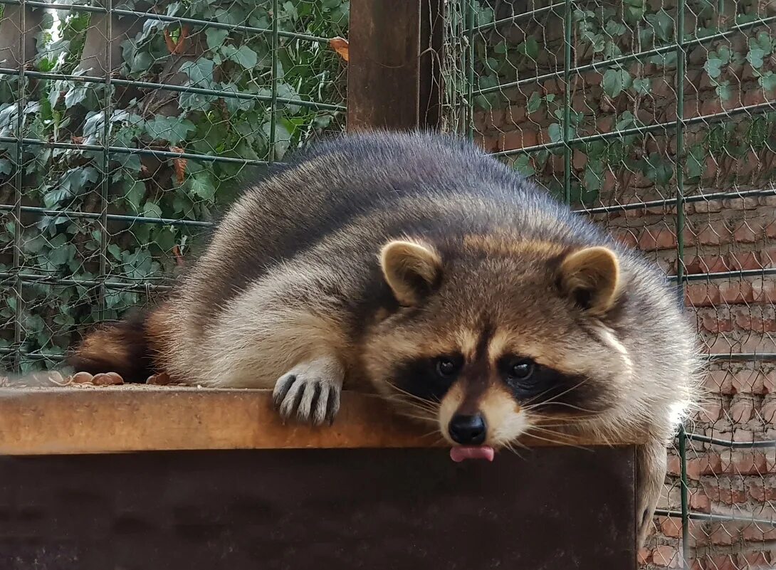 Вольяжно. Вольяжно. Вольяжно. Вальяжный кот. Вальяжный кот.